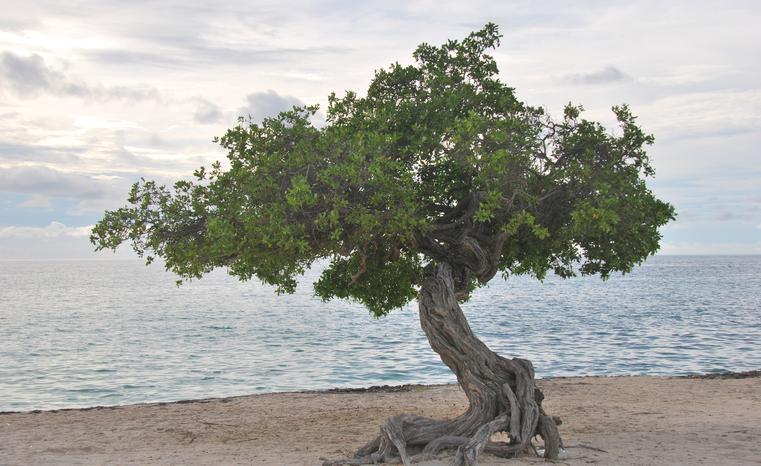 Aruba's Iconic Divi Divi Tree or Watapana Tree. This Tree is situated on the Eagle Beach and always point to Southwesterly direction due to trade winds blowing from North East. It acts as Aruba's natural compass.Attempts to plant the tree elsewhere around the world proved futile.