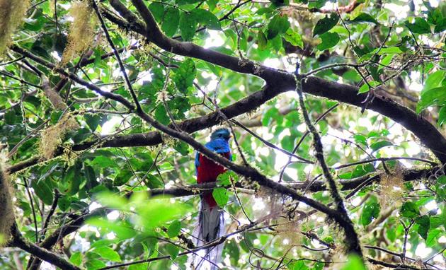 Quetzal in the Monte Verde Cloud Forest